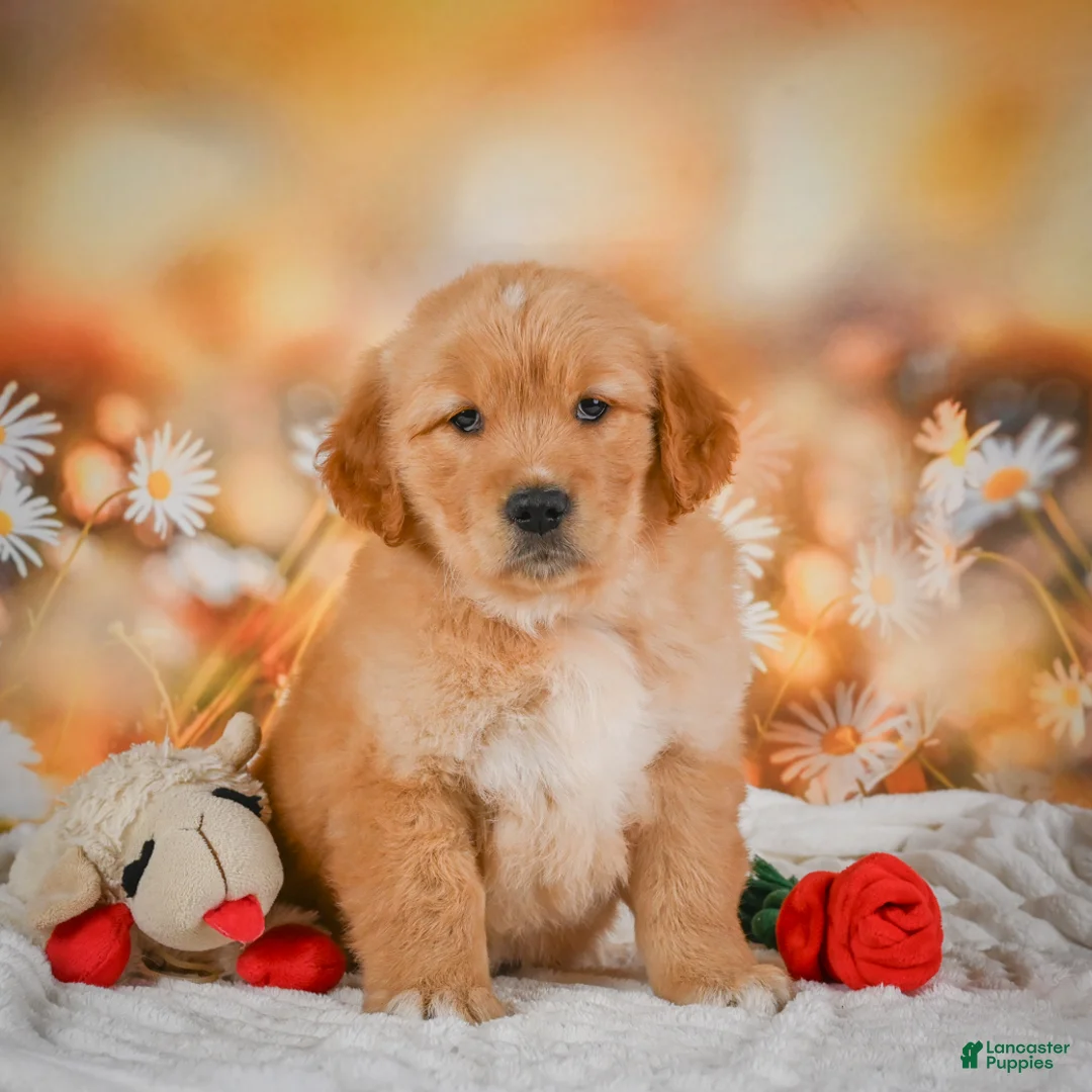 Golden Retriever dogs for sale: Rosie - Ad 2
