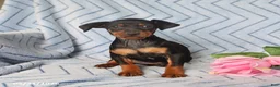 Miniature Pinscher dogs for sale: Pixie - Ad 3