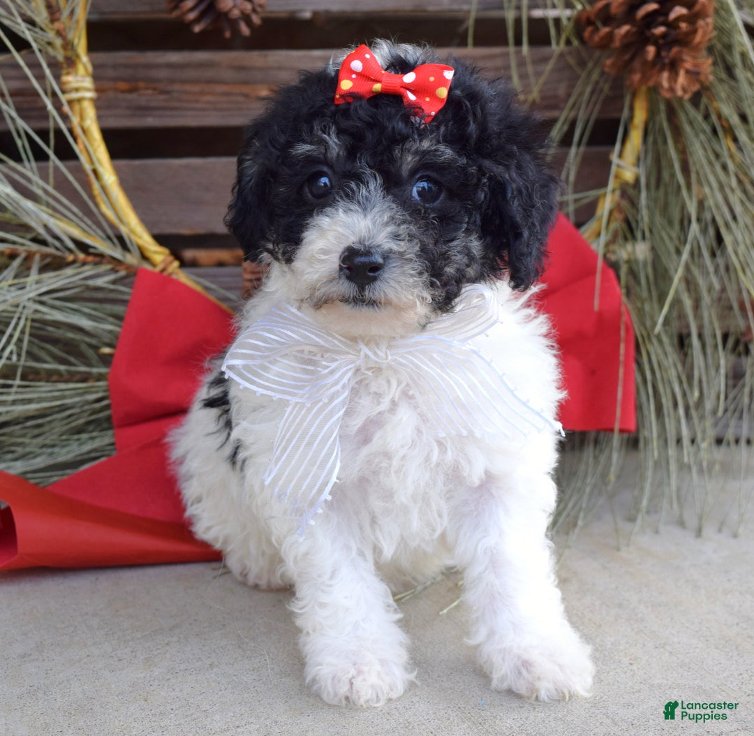 Bichpoo dogs for sale: Lola - Ad 3