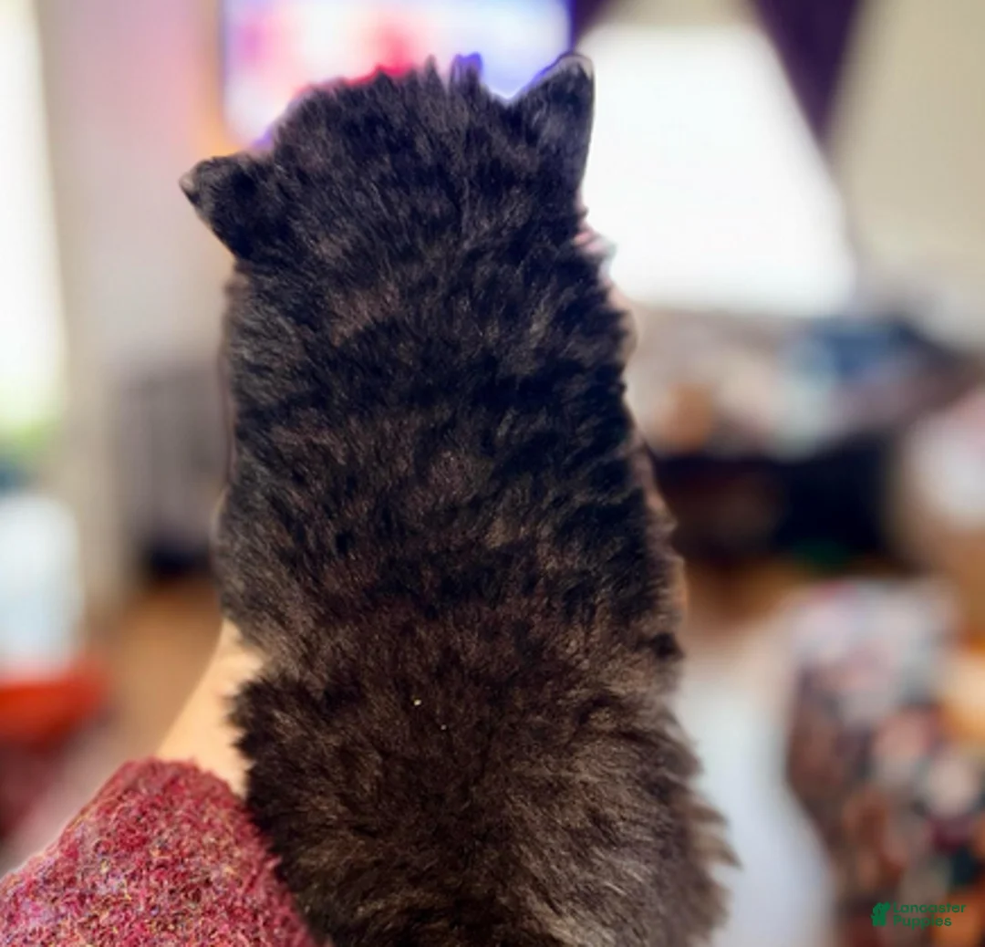 Pomeranian dogs for sale: Toast - Ad 2