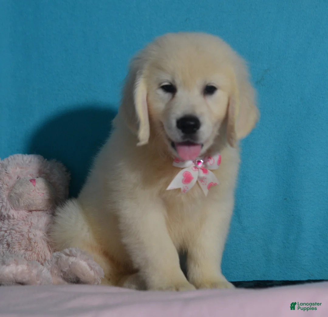 Golden Retriever dogs for sale: Toby - Ad 2