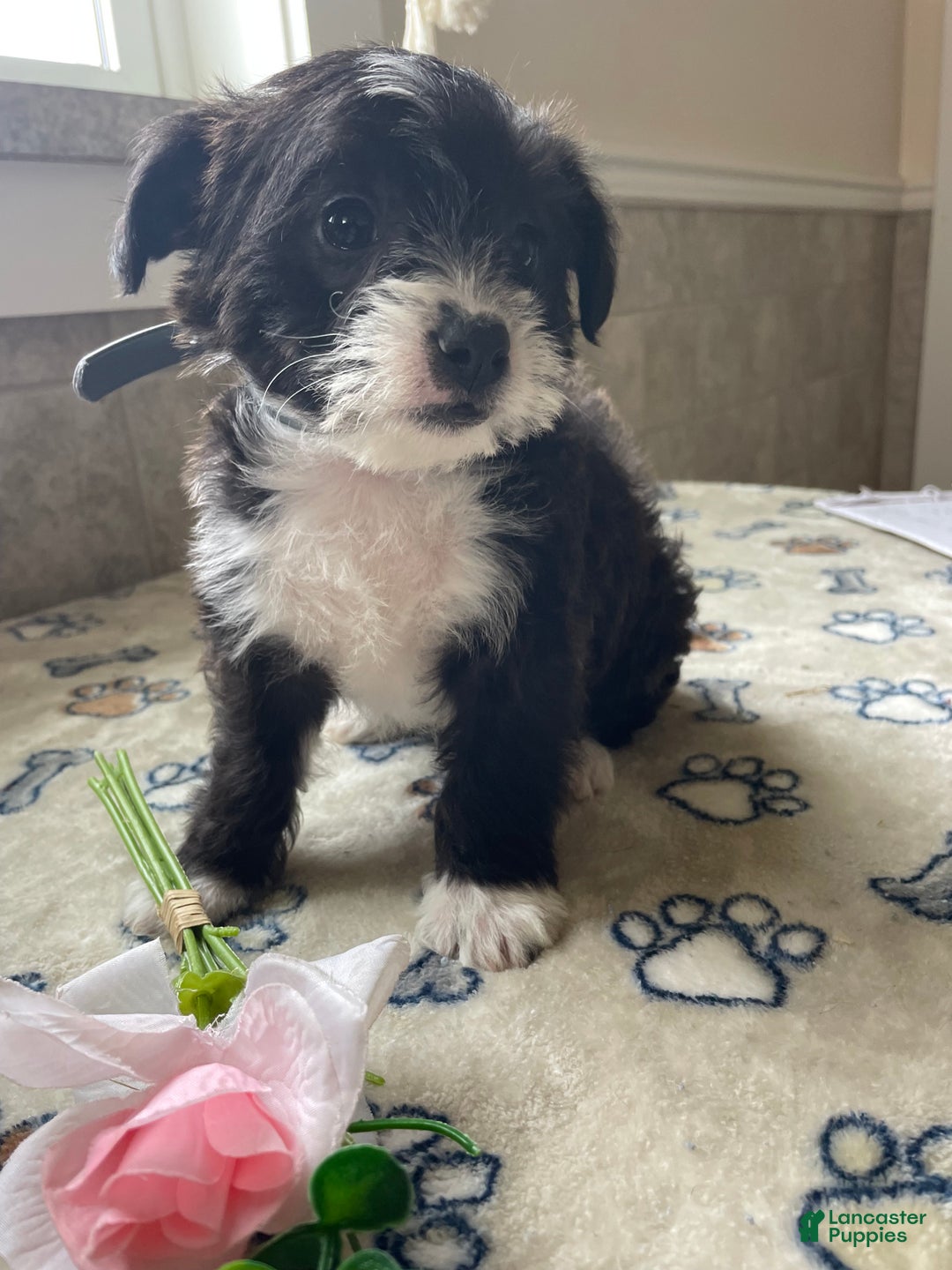 Mixed Breed dogs for sale: Daisy - Ad 2