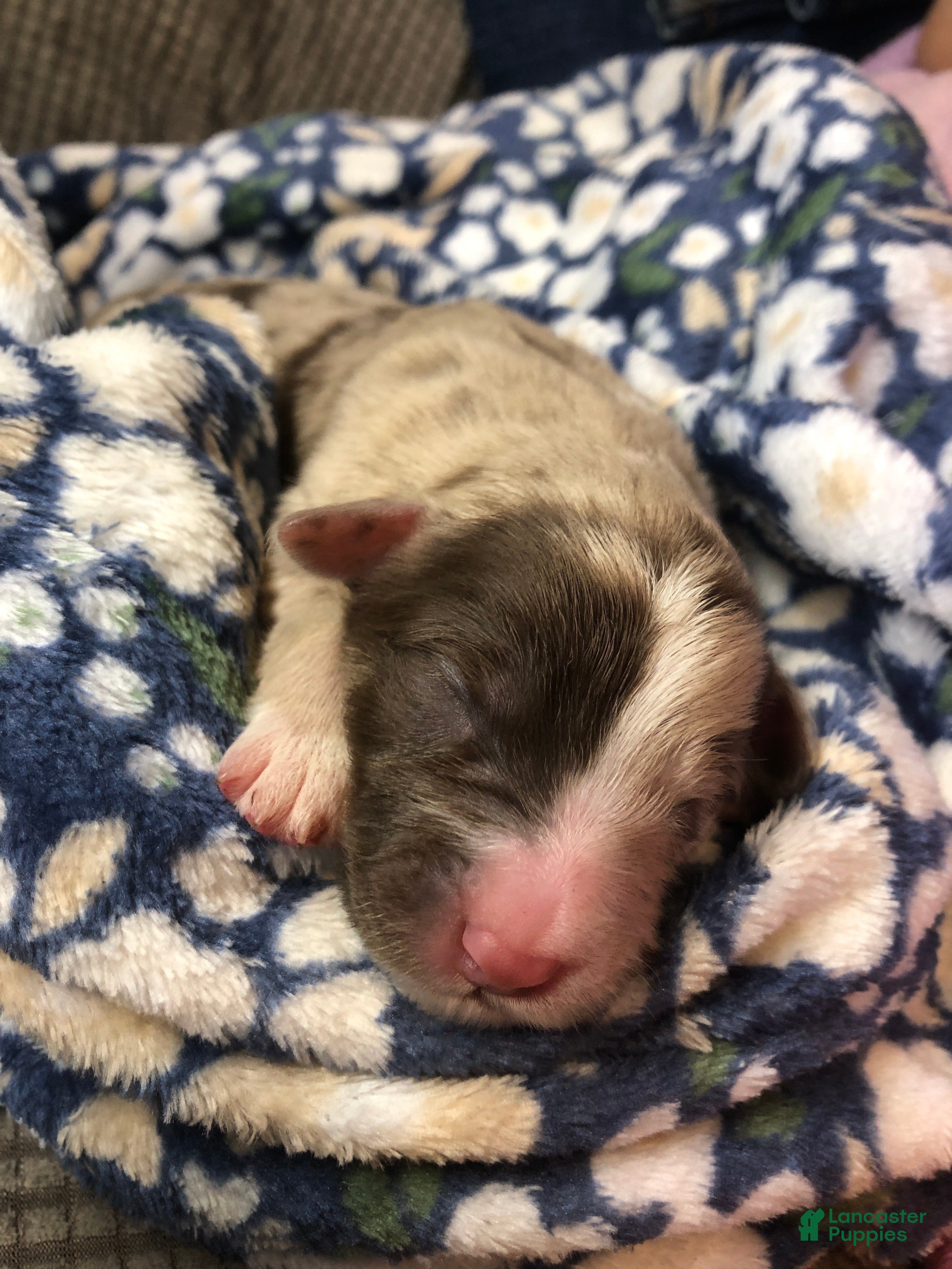 Mixed Breed dogs Female 1 - Ad 33