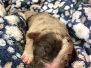 Mixed Breed dogs Female 1 - Ad 33