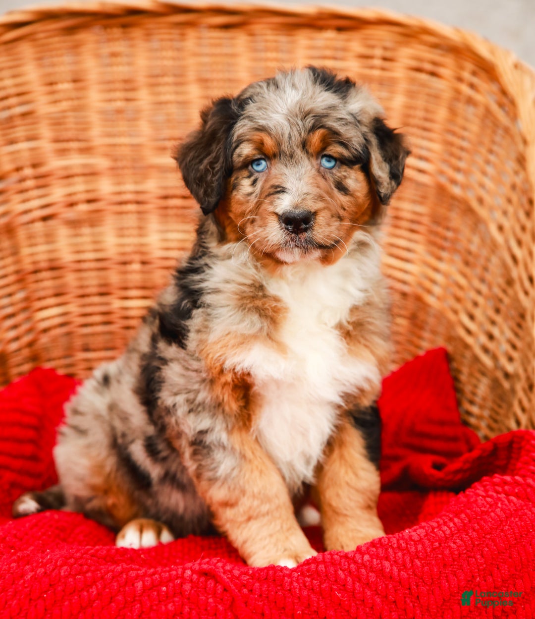 Aussiedoodle dogs for sale: Snickers Standard - Ad 1