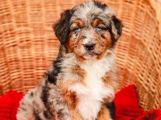 Aussiedoodle dogs Snickers Standard - Ad 4