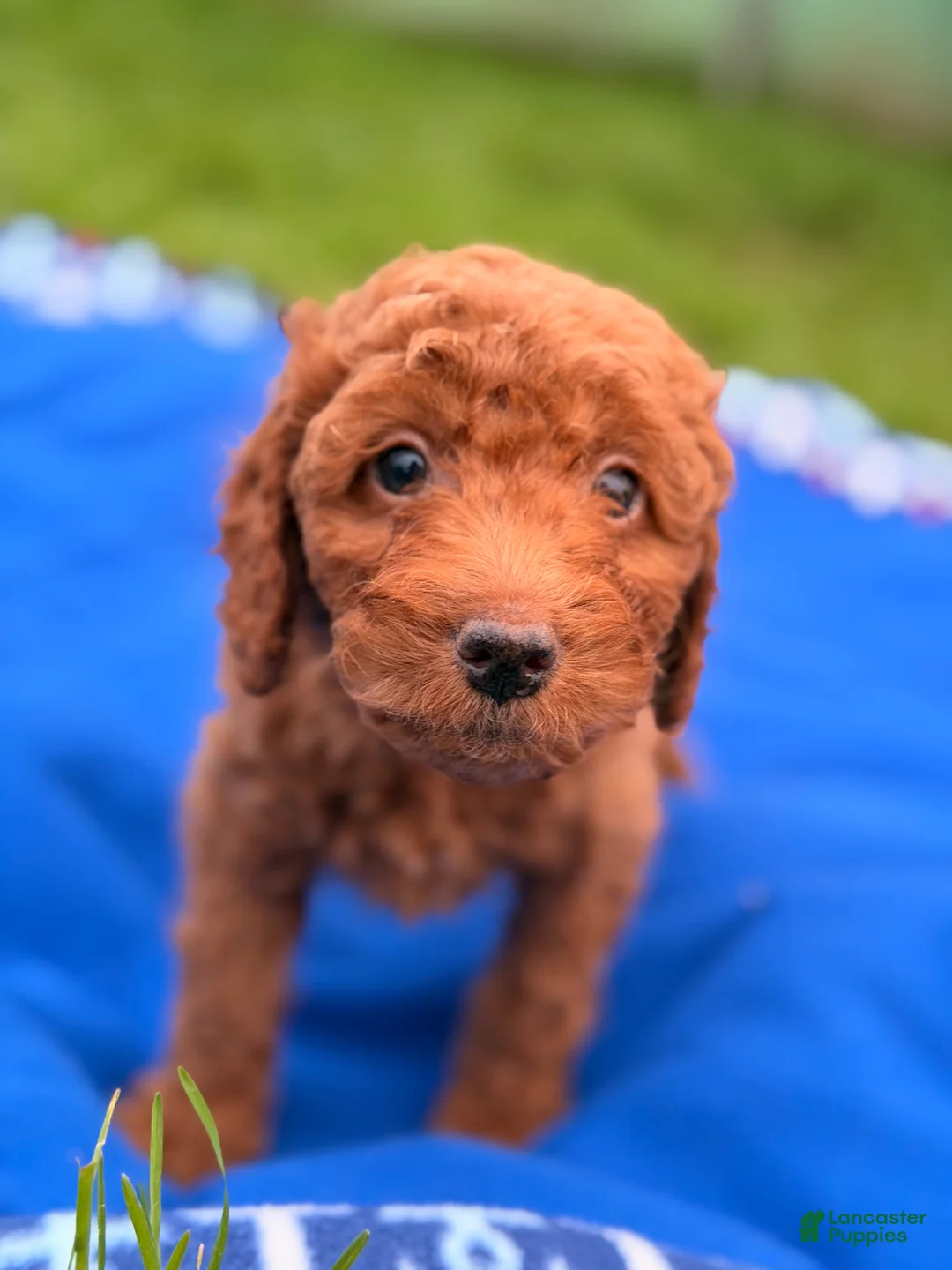 Mini Goldendoodle dogs for sale: Dasher - Ad 6