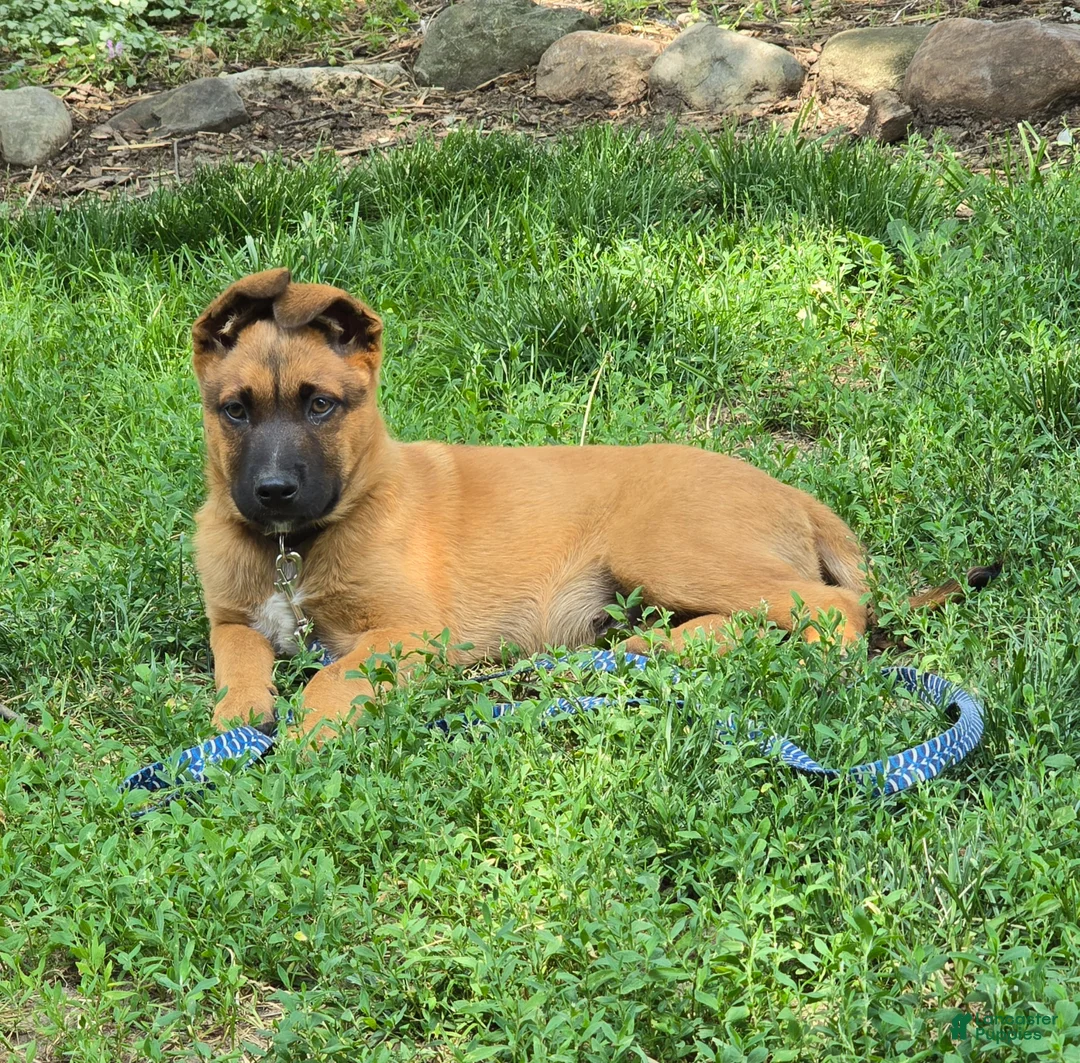 Mixed Breed dogs for sale: Rosco - Ad 4