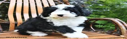 Mini Bernedoodle dogs for sale: Max - Ad 4