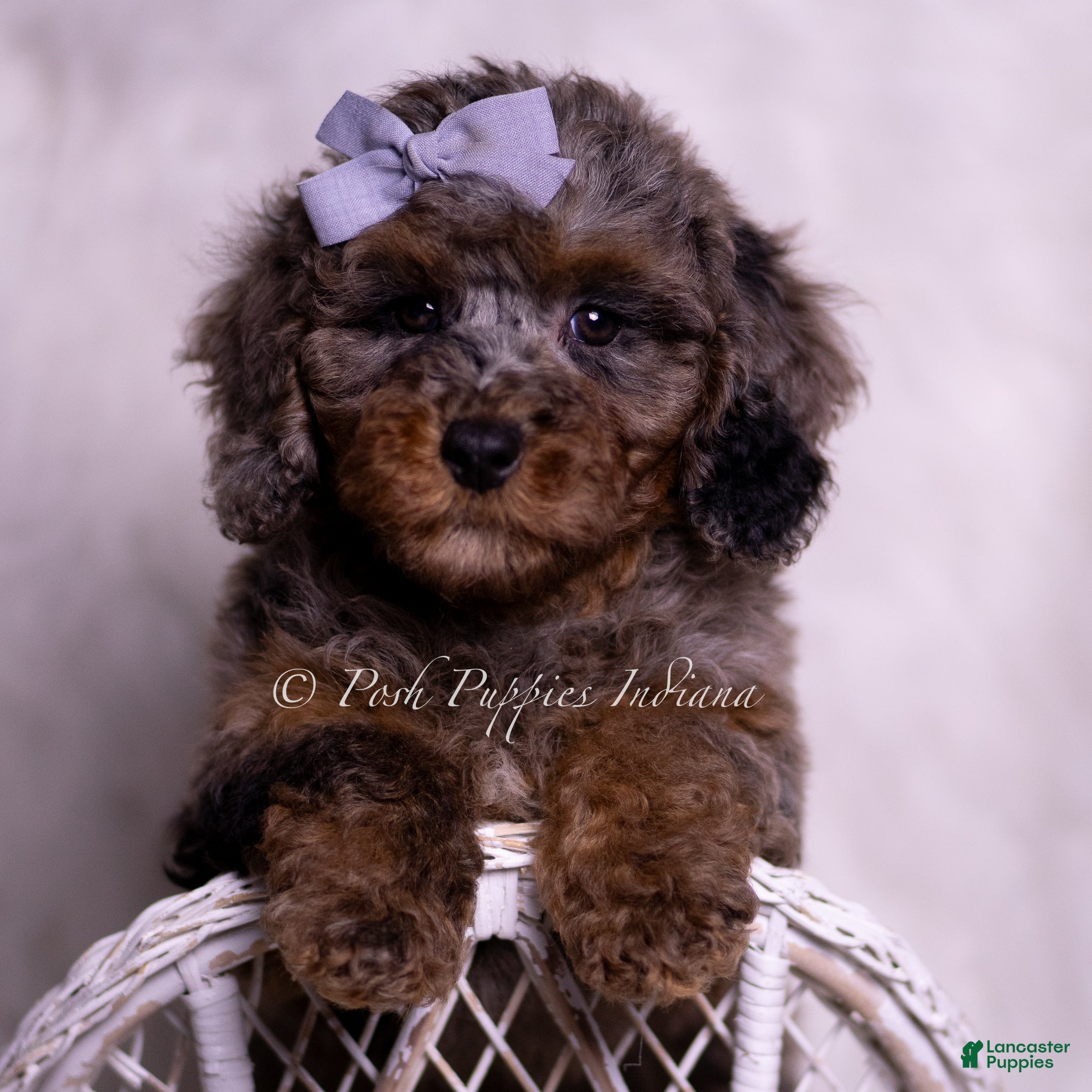 Miniature Poodle dogs Arianna - Ad 22