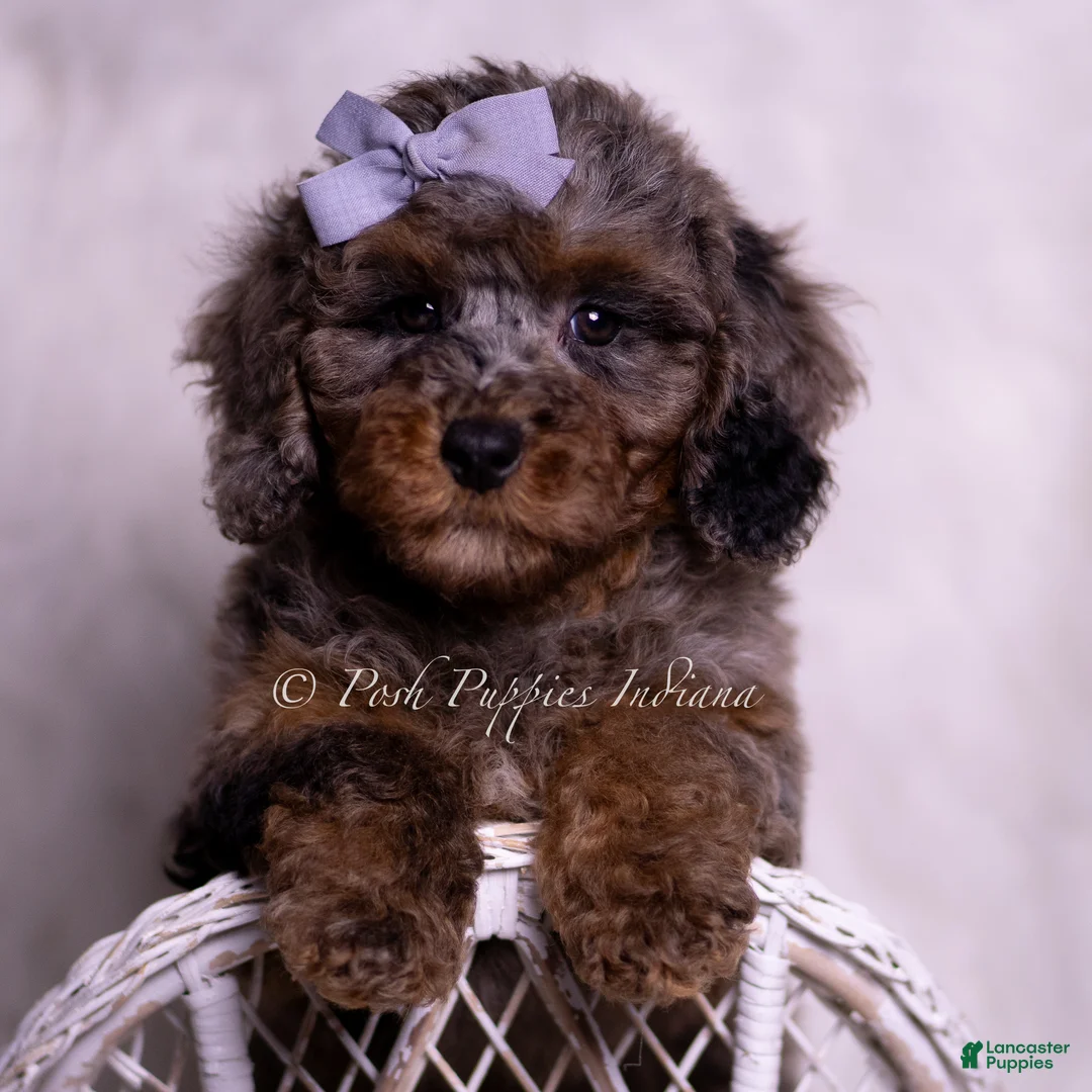Miniature Poodle dogs for sale: Arianna - Ad 1