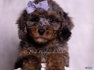 Miniature Poodle dogs Arianna - Ad 22
