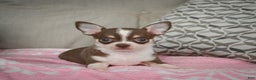 Chihuahua dogs for sale: Isabel - Ad 3