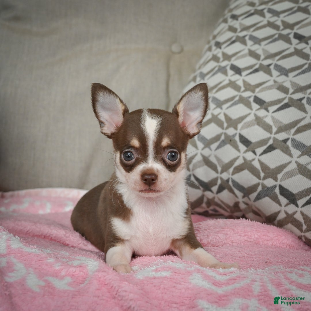 Chihuahua dogs for sale: Isabel - Ad 3