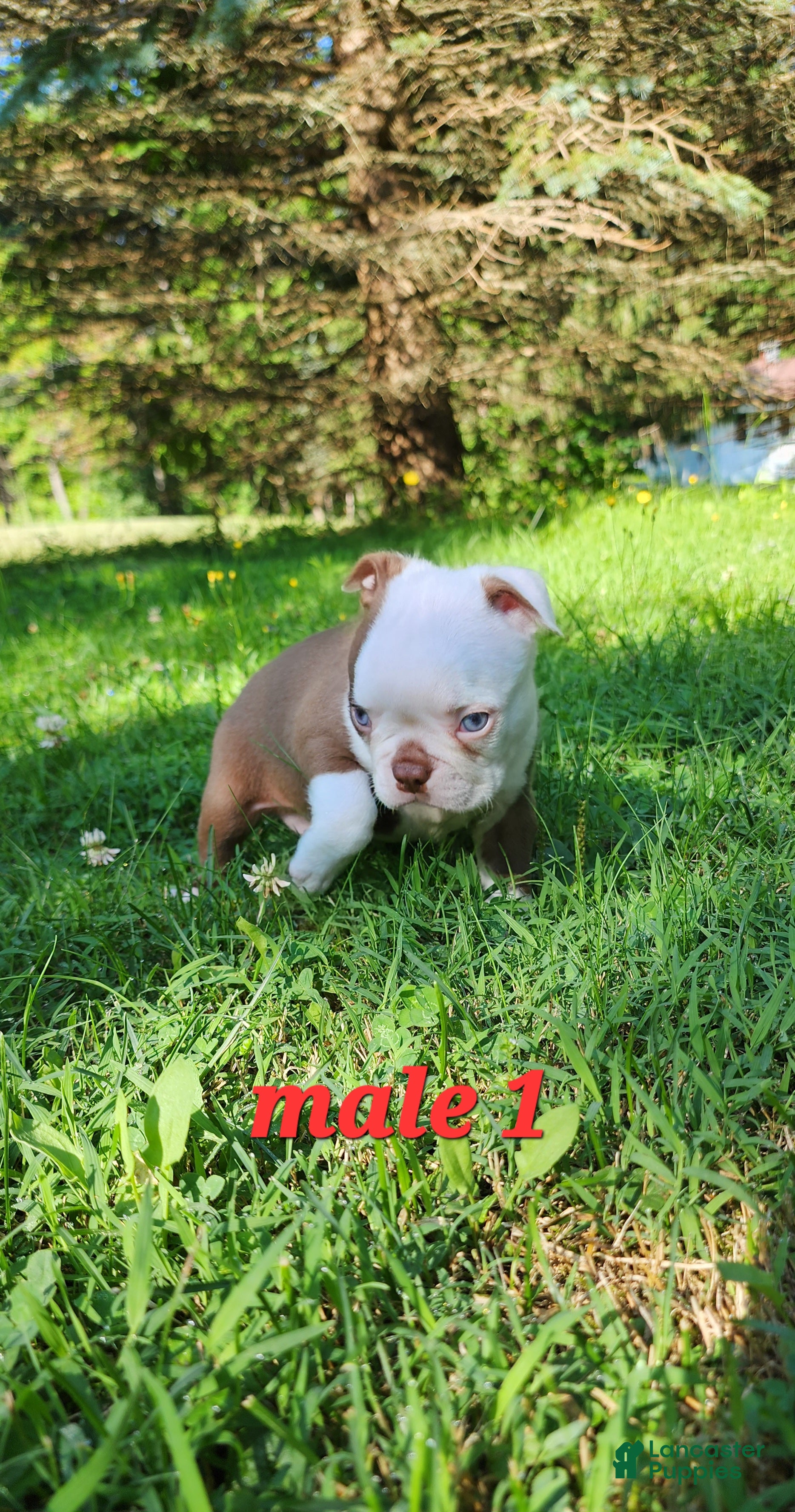 Boston Terrier dogs for sale: Taurus (male 1) - Ad 3