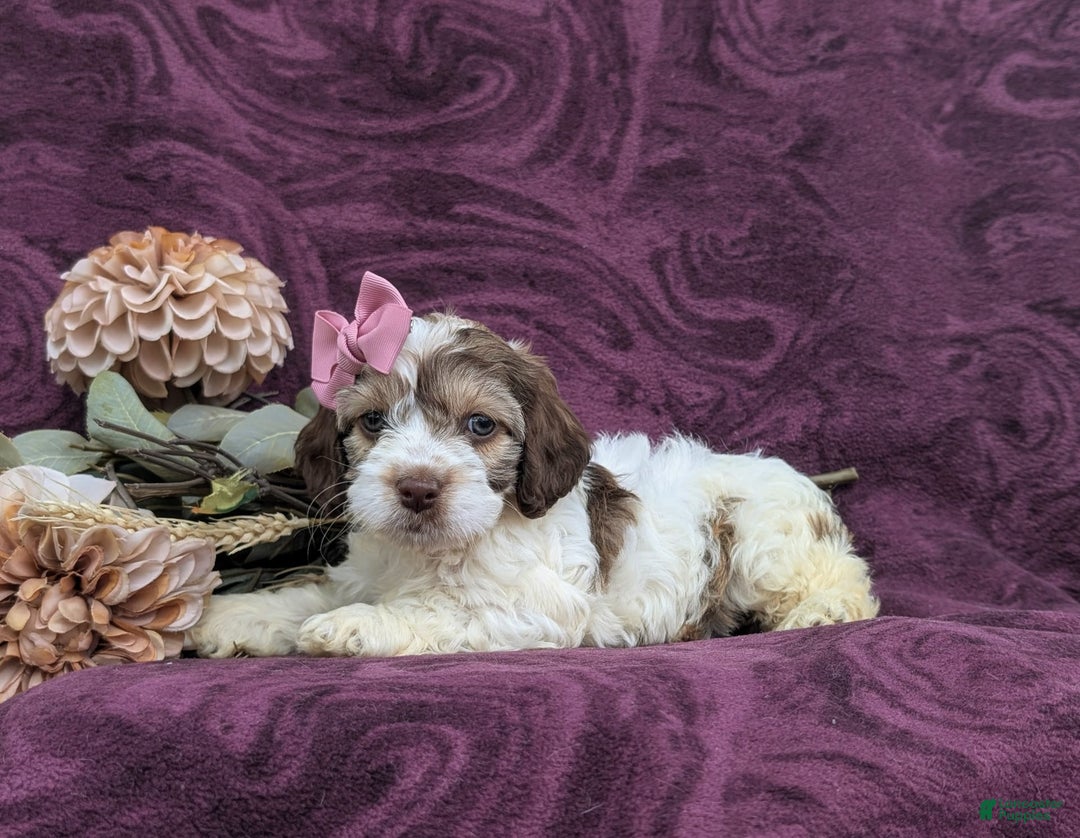 Cockapoo dogs for sale: Krystal - Ad 7