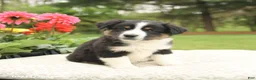 Miniature Australian Shepherd dogs for sale: Sheldon - Ad 4
