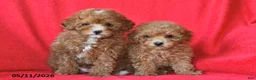 Toy Poodle dogs for sale: Robby - Ad 5