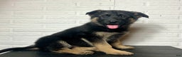 German Shepherd dogs for sale: Dixie - Ad 6