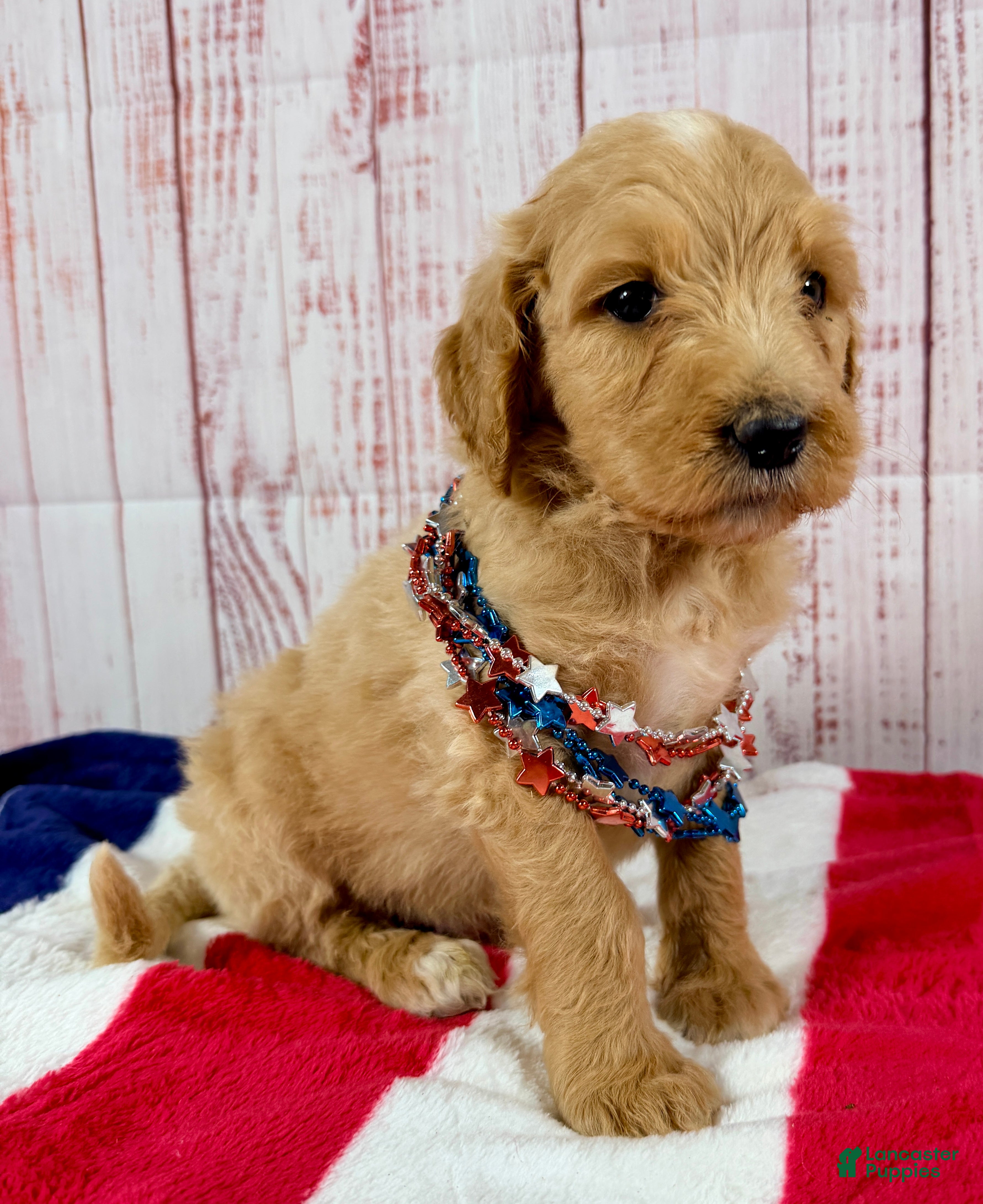 Goldendoodle dogs Benny - Ad 1