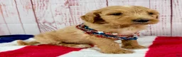 Goldendoodle dogs for sale: Benny - Ad 1