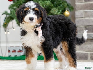Mini Bernedoodle dogs Peanut - Ad 18