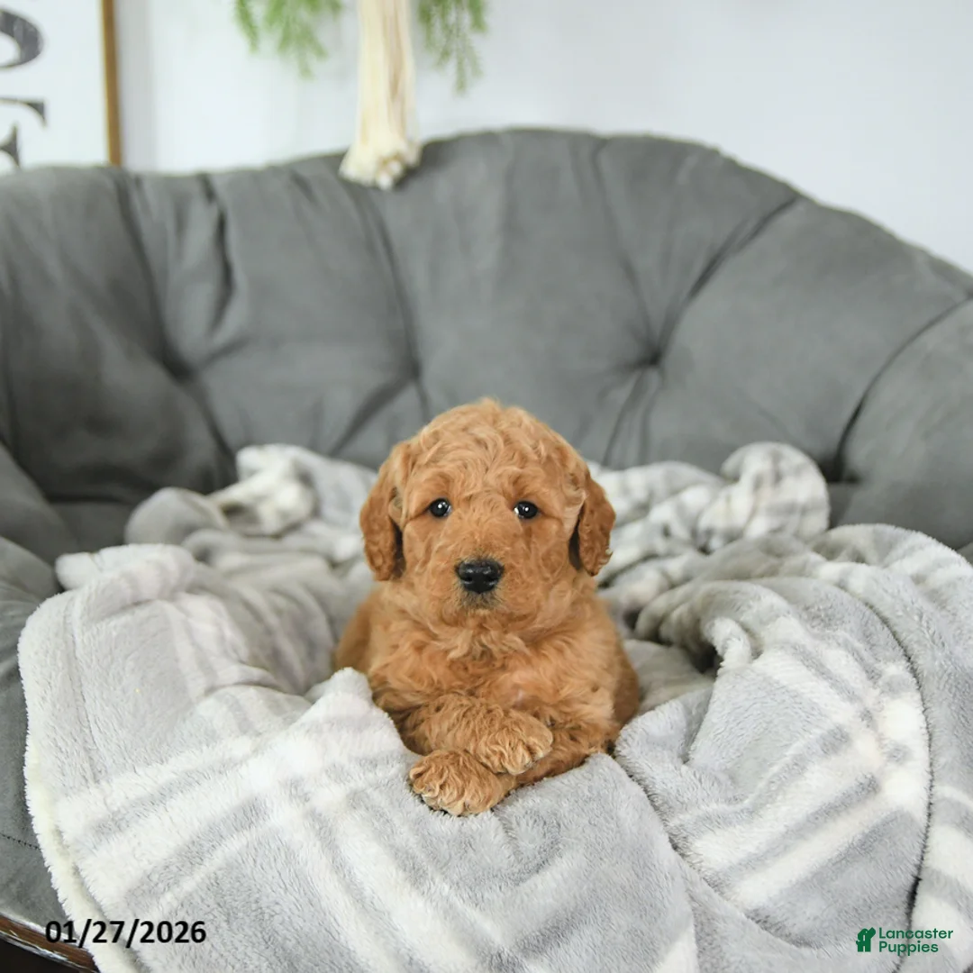 Mini Goldendoodle dogs for sale: Valentine - Ad 3