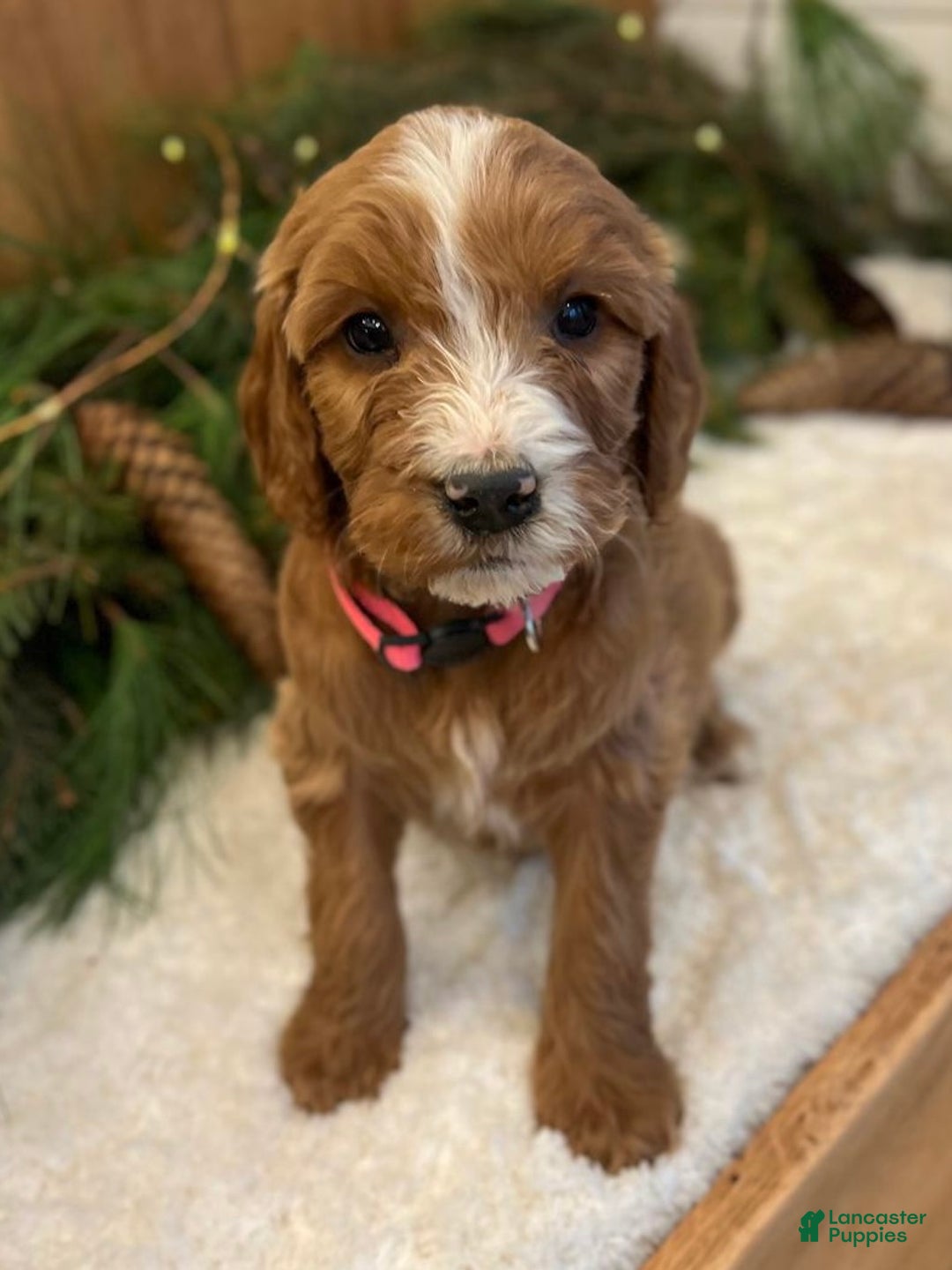 Irish Doodle dogs for sale: Oakley - Ad 2