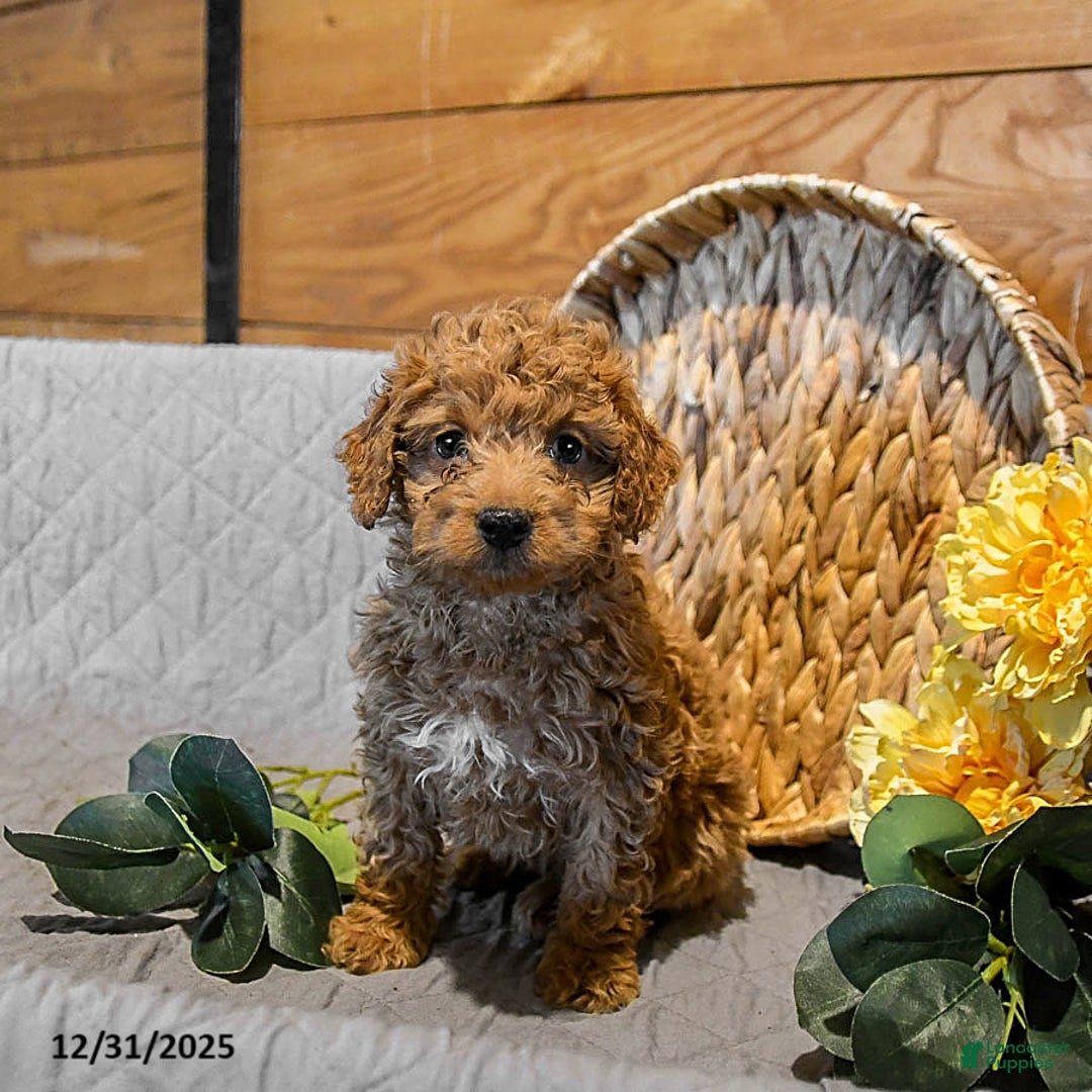 Mini Goldendoodle dogs for sale: Scarlet - Ad 4