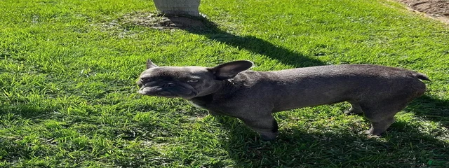 Frankie