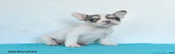 French Bulldog dogs for sale: Dotty - Ad 3