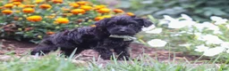 Yorkiepoo dogs for sale: Randall - Ad 3