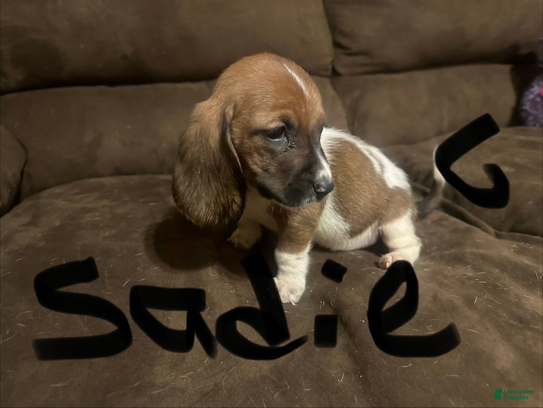 Basset Hound dogs for sale: Sadie  - Ad 4