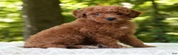 Mini Goldendoodle dogs for sale: Connor - Ad 3