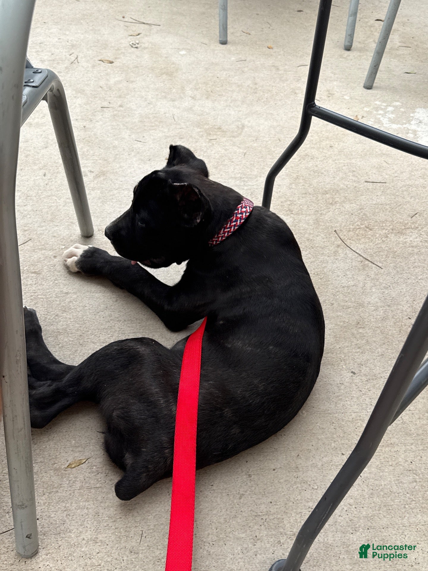 Cane Corso dogs Juice - Ad 33