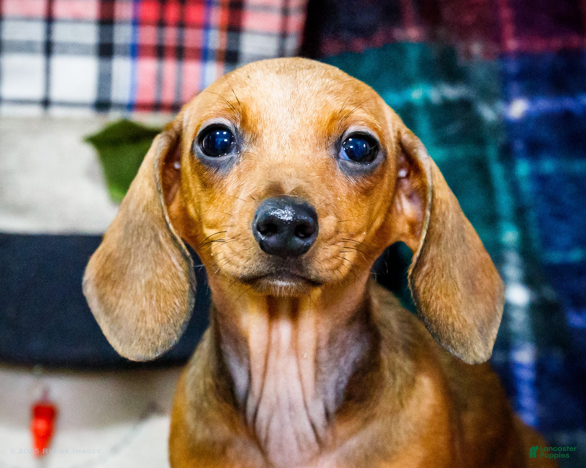 Miniature Dachshund dogs Tucker - Ad 2