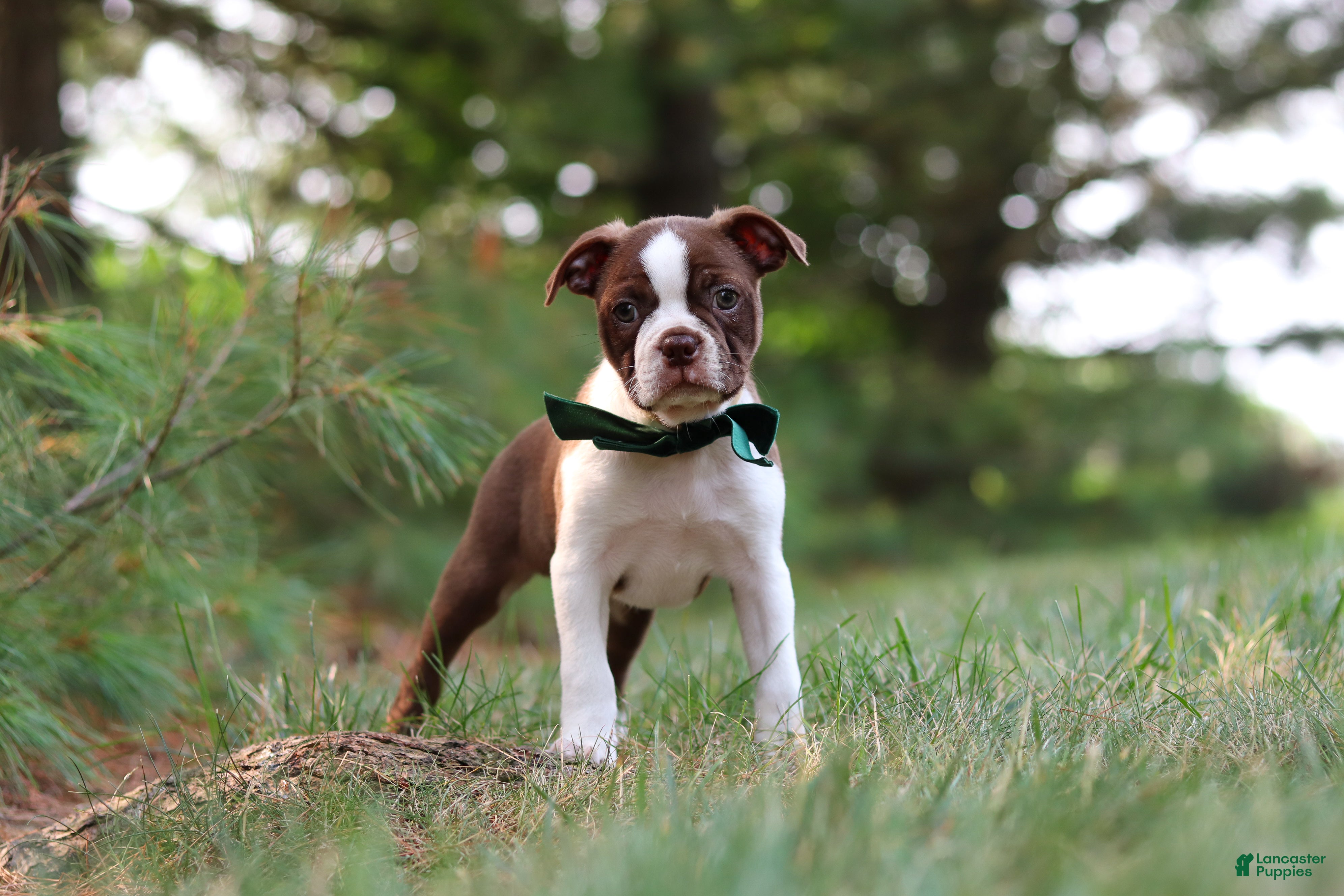 Boston Terrier dogs Champ - Ad 1