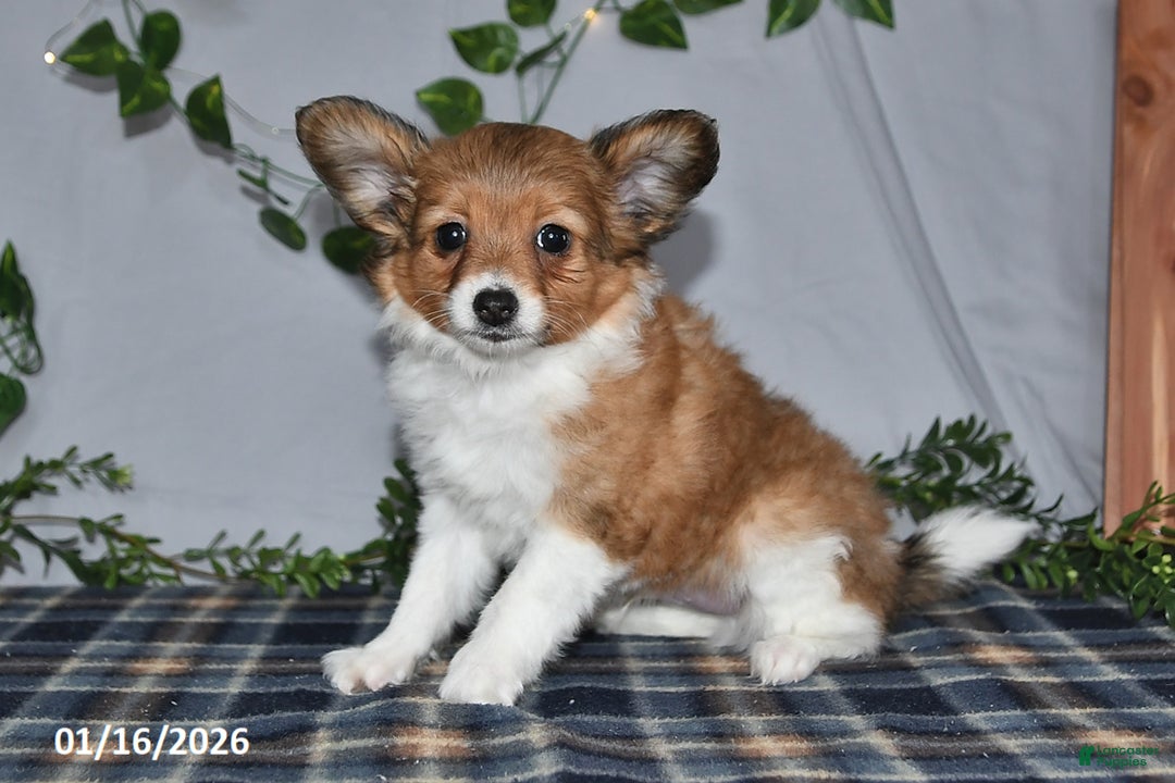 Papillon dogs for sale: Cruzer - Ad 2