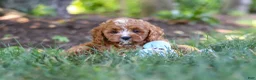 Cavapoo dogs for sale: Sky - Ad 22