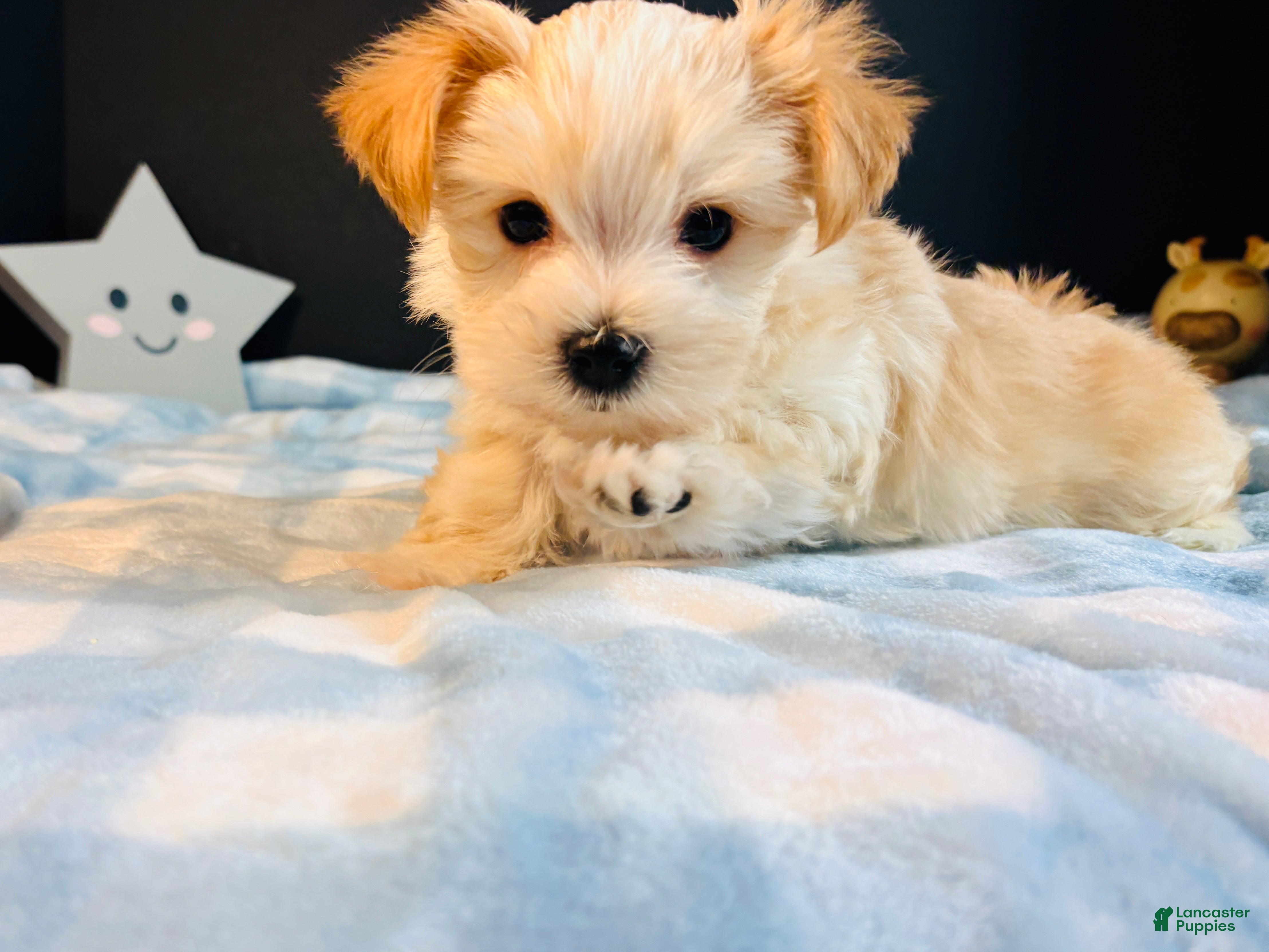 Morkie dogs Morkie 2 - Ad 1