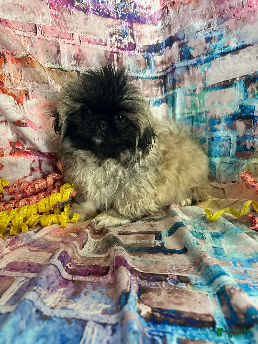 Pekingese dogs Pekingese Boy - Ad 3