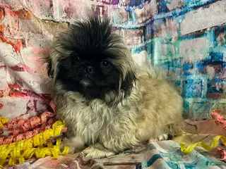 Pekingese dogs Pekingese Boy - Ad 3