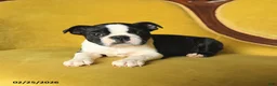 Boston Terrier dogs for sale: Roscoe - Ad 5