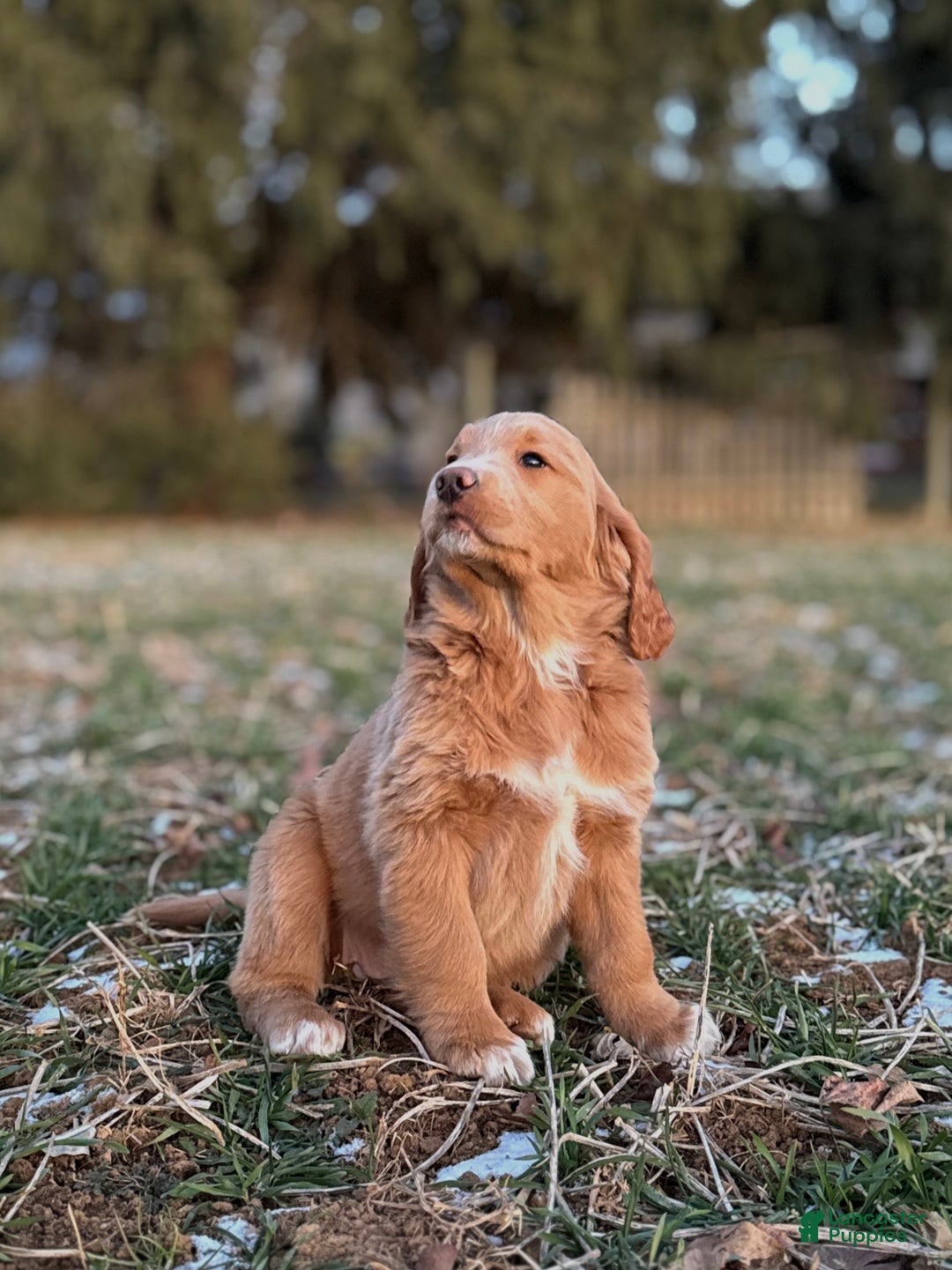 Mixed Breed dogs for sale: Mabel - Ad 1