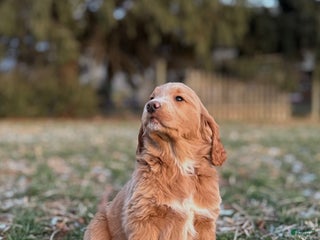 Mixed Breed dogs Mabel - Ad 25