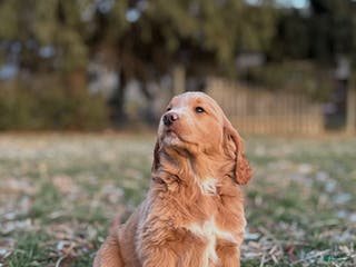 Mixed Breed dogs Mabel - Ad 32