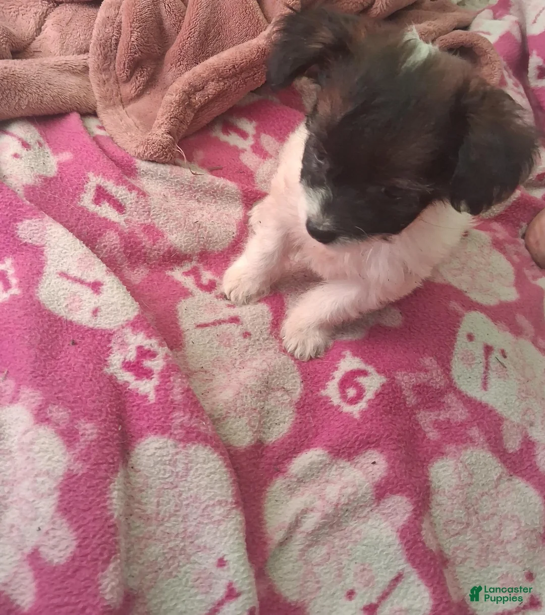 Mixed Breed dogs for sale:  Chipoo1 - Ad 2