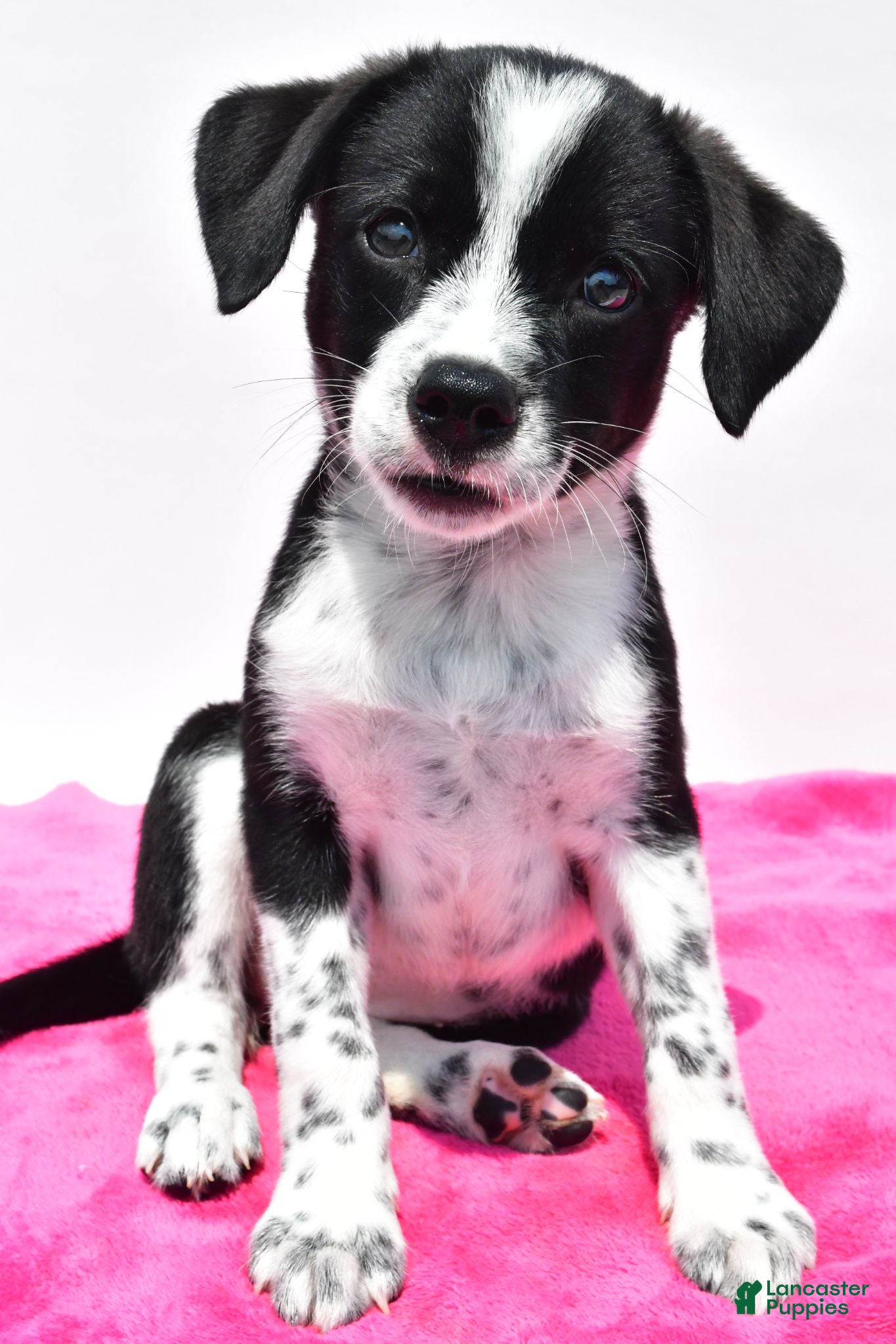 Mixed Breed dogs Kara - Ad 1