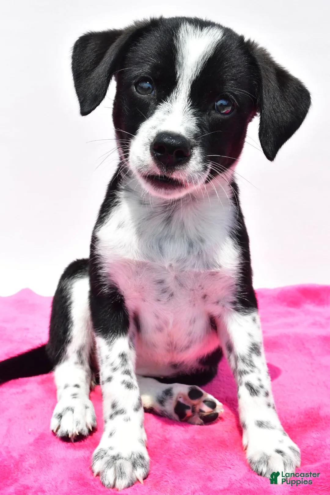 Mixed Breed dogs for sale: Kara - Ad 1
