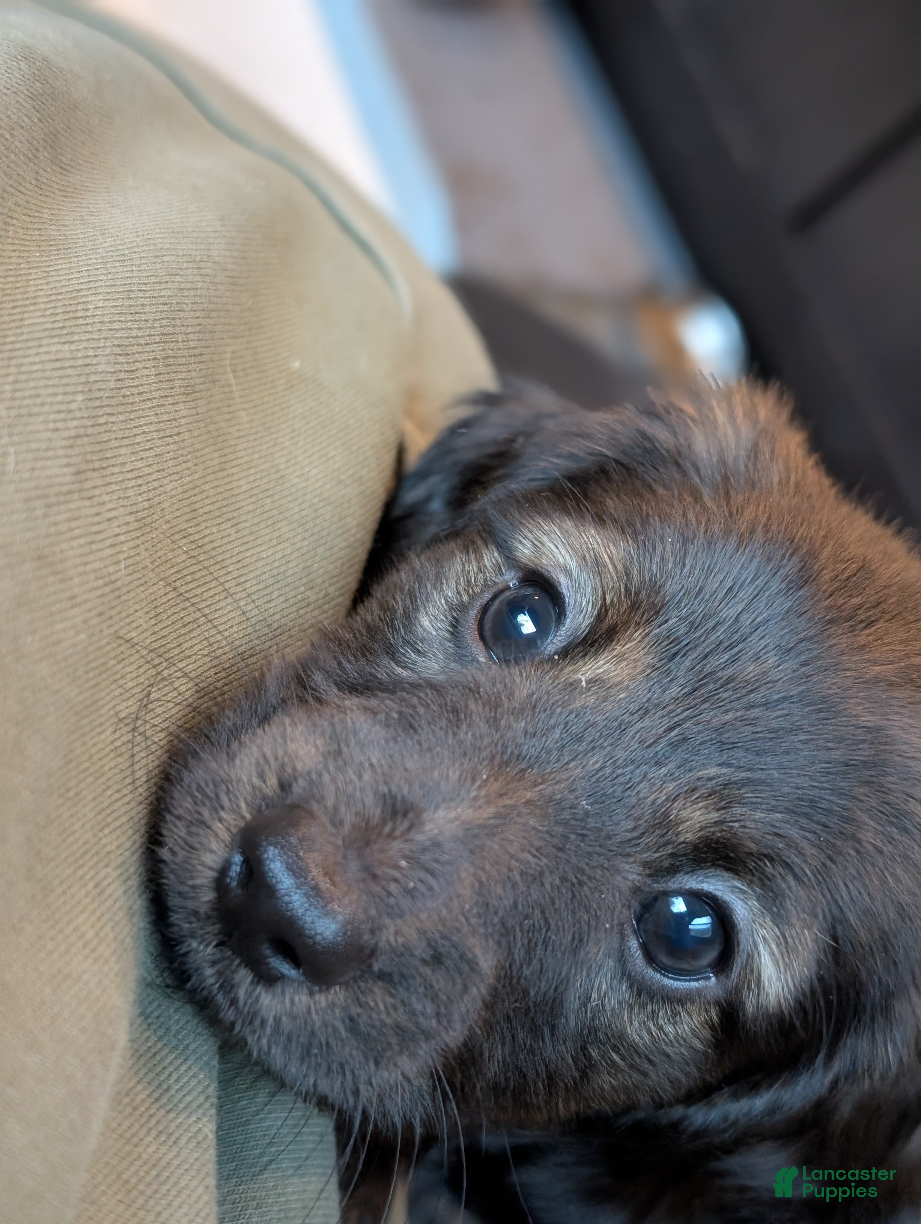 Miniature Dachshund dogs Po - Ad 2